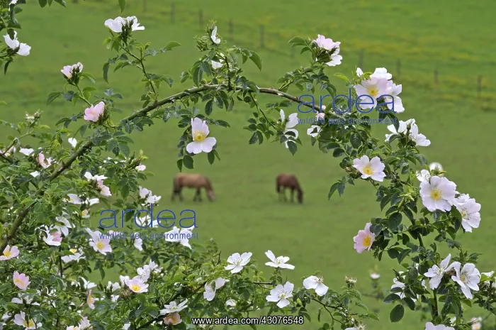 : Dog rose flowers and horses in meadow Franche-Comte France : Dog rose flowers and horses in meadow Franche-Comte France