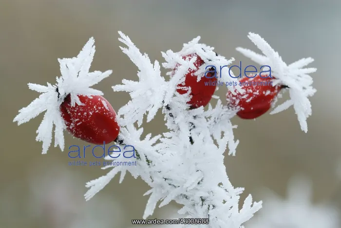 : Dog Rose fruits Hoar Frost : Dog Rose fruits Hoar Frost