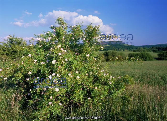 : Dog Rose - in hedge : Dog Rose - in hedge
