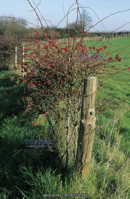 : Dog rose with Hips : Dog rose with Hips