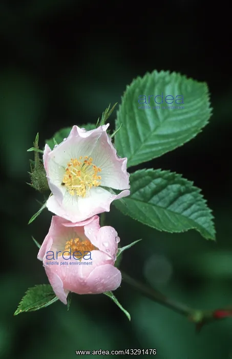 : DOG ROSE - two pink flowers : DOG ROSE - two pink flowers