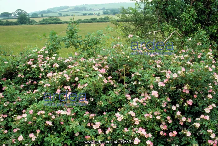 : Dog Rose - profusion in hedge : Dog Rose - profusion in hedge