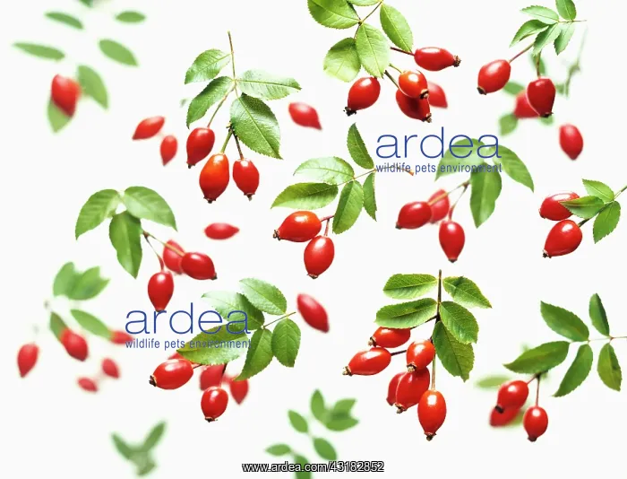 : Dog rose, Rosa canina, Overhead view of clusters : Dog rose, Rosa canina, Overhead view of clusters