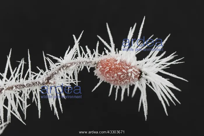 : Dog Rose - rose hips in hoar frost - Germany : Dog Rose - rose hips in hoar frost - Germany