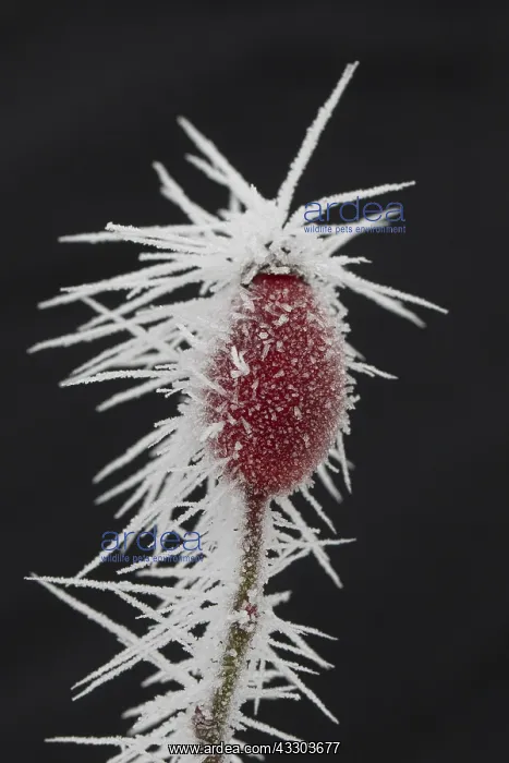 : Dog Rose - rose hips in hoar frost - Germany : Dog Rose - rose hips in hoar frost - Germany