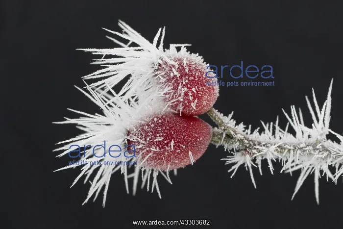 : Dog Rose - rose hips in hoar frost - Germany : Dog Rose - rose hips in hoar frost - Germany