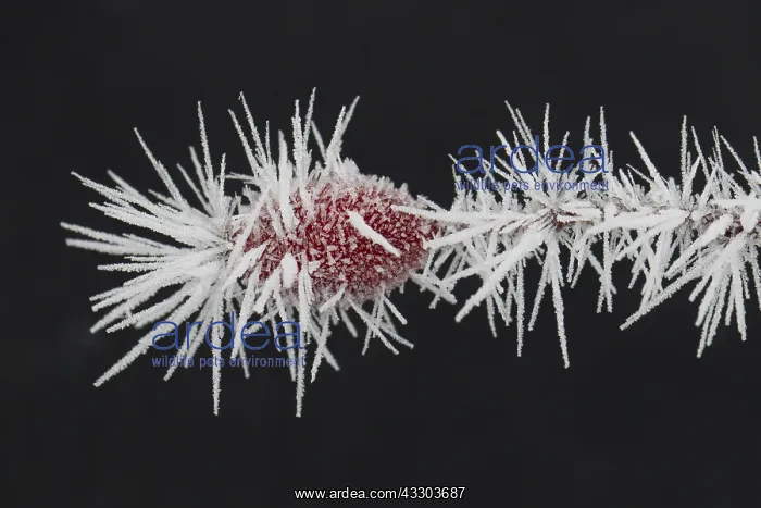  : Dog Rose - rose hips in hoar frost - Germany