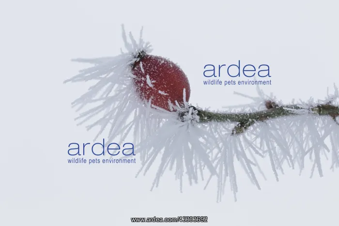 : Dog Rose - rose hips in hoar frost - Germany : Dog Rose - rose hips in hoar frost - Germany