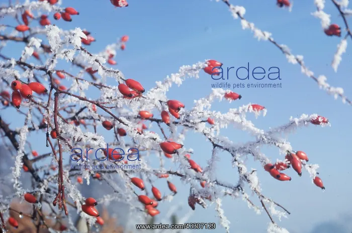 : DOG ROSE - Rosehips in frost : DOG ROSE - Rosehips in frost