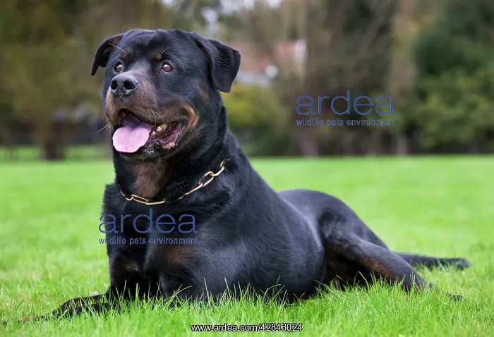  : Dog - Rottweiler