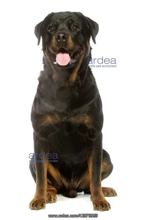 : Dog - Rottweiler : Dog - Rottweiler