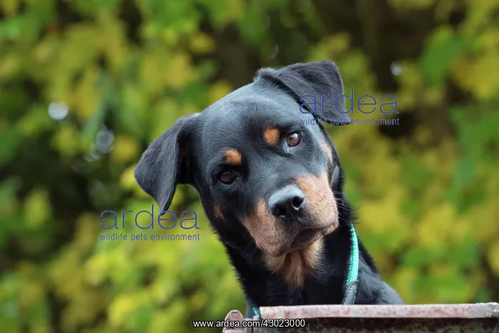 : Dog Rottweiler : Dog Rottweiler