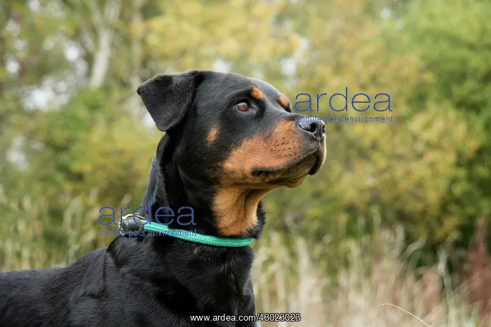 : Dog Rottweiler : Dog Rottweiler