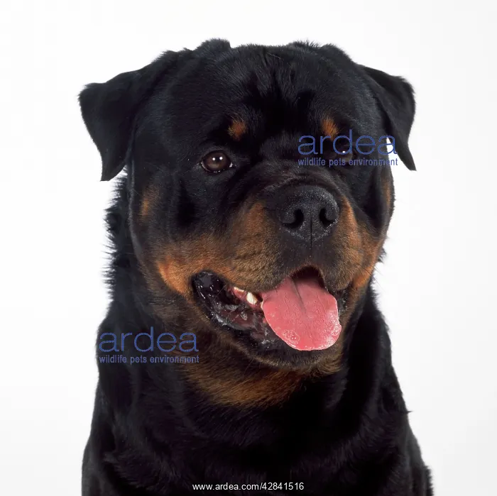 : DOG - Rottweiler, close-up of head : DOG - Rottweiler, close-up of head