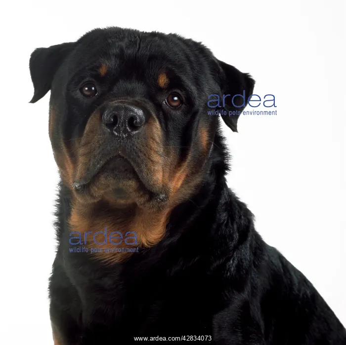  : DOG - Rottweiler, close-up, studio shot