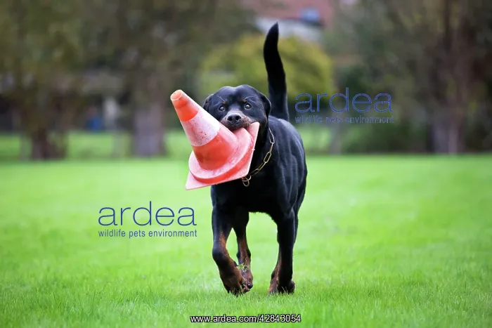 : Dog - Rottweiler - at dog training school. Carrying : Dog - Rottweiler - at dog training school. Carrying