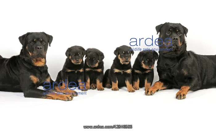 : DOG. Rottweiler dogs sitting with four rottweiler : DOG. Rottweiler dogs sitting with four rottweiler