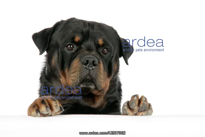 : DOG. Rottweiler with paws over ledge : DOG. Rottweiler with paws over ledge
