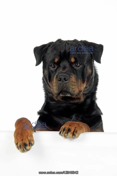 : DOG. Rottweiler with paws over ledge : DOG. Rottweiler with paws over ledge