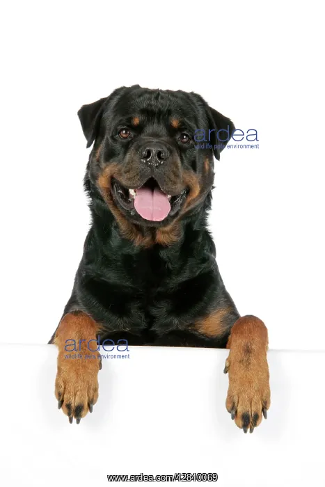 : DOG. Rottweiler with paws over ledge : DOG. Rottweiler with paws over ledge