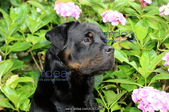 : Dog - Rottweiler in front of pink flowers : Dog - Rottweiler in front of pink flowers