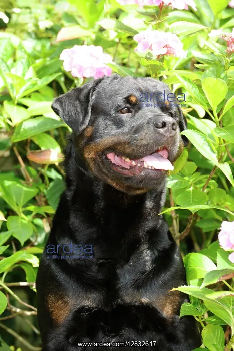 : Dog - Rottweiler in front of pink flowers : Dog - Rottweiler in front of pink flowers