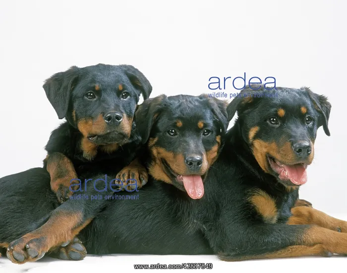 : Dog - Rottweiler puppies : Dog - Rottweiler puppies