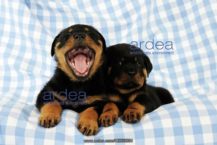 : DOG Rottweiler puppies laying together one of them yawning : DOG Rottweiler puppies laying together one of them yawning