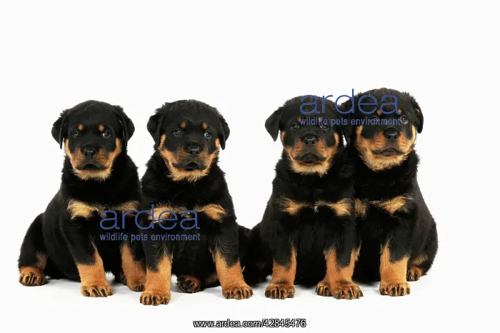 : DOG Rottweiler puppies sat in a row : DOG Rottweiler puppies sat in a row
