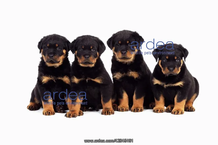: DOG Rottweiler puppies sat in a row : DOG Rottweiler puppies sat in a row
