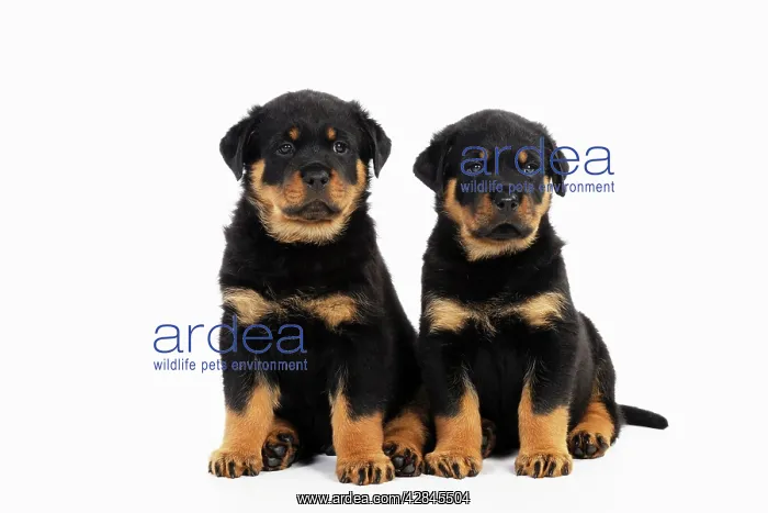 : DOG Rottweiler puppies sitting next to each other : DOG Rottweiler puppies sitting next to each other