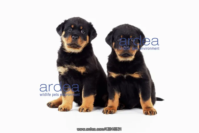 : DOG Rottweiler puppies sitting next to each other : DOG Rottweiler puppies sitting next to each other