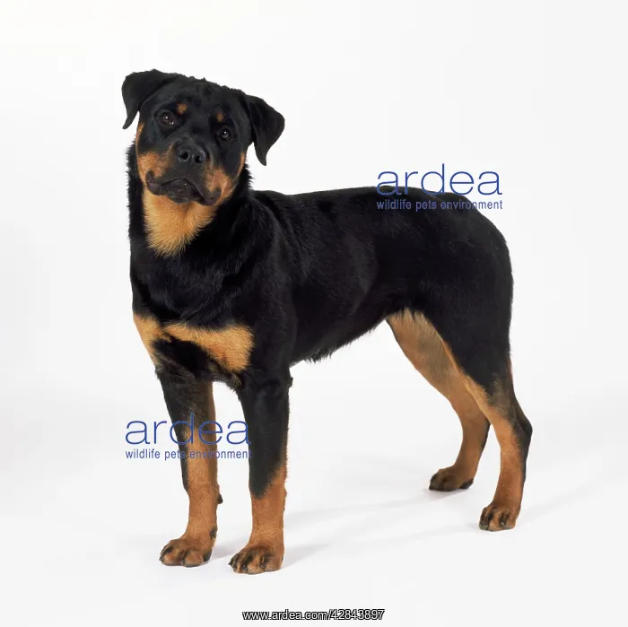 : DOG - Rottweiler puppy : DOG - Rottweiler puppy