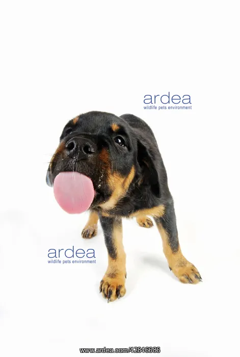: DOG. Rottweiler puppy licking screen : DOG. Rottweiler puppy licking screen
