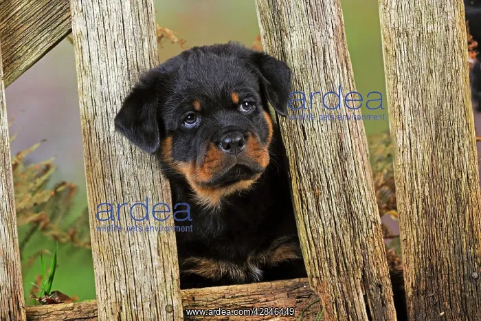 : DOG Rottweiler puppy looking through fence : DOG Rottweiler puppy looking through fence