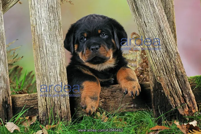 : DOG Rottweiler puppy looking through fence : DOG Rottweiler puppy looking through fence