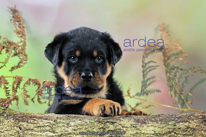 : DOG Rottweiler puppy looking over log : DOG Rottweiler puppy looking over log
