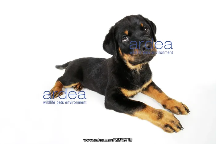 : DOG. Rottweiler puppy lying down : DOG. Rottweiler puppy lying down