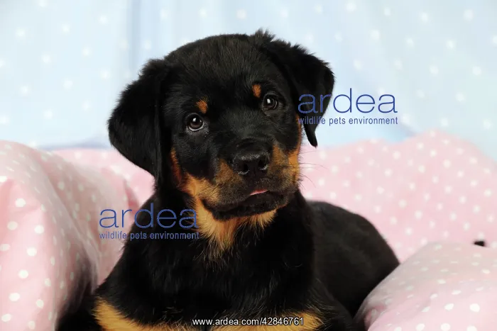 : DOG. Rottweiler puppy lying down on blanket : DOG. Rottweiler puppy lying down on blanket