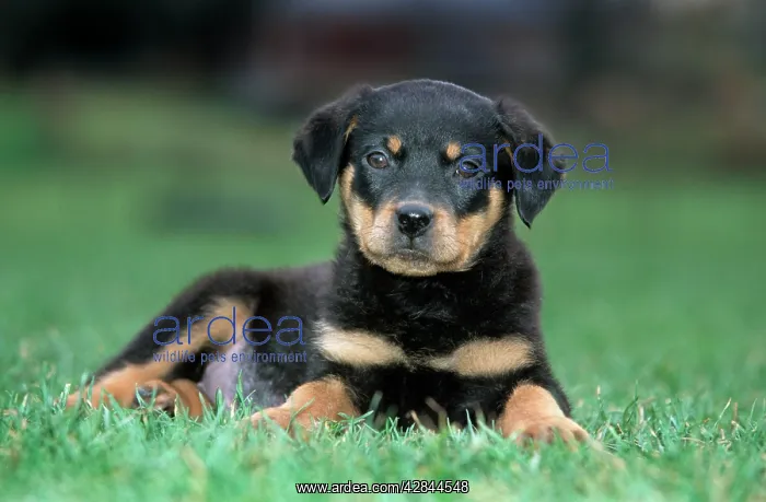  : Dog - Rottweiler puppy lying down in grass