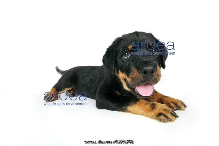 : DOG. Rottweiler puppy lying down with tongue out : DOG. Rottweiler puppy lying down with tongue out
