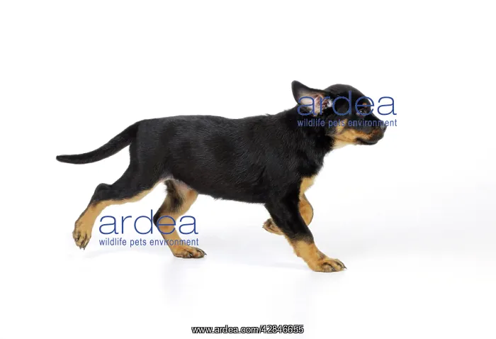 : DOG. Rottweiler puppy running : DOG. Rottweiler puppy running