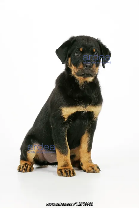 : DOG. Rottweiler puppy sitting : DOG. Rottweiler puppy sitting