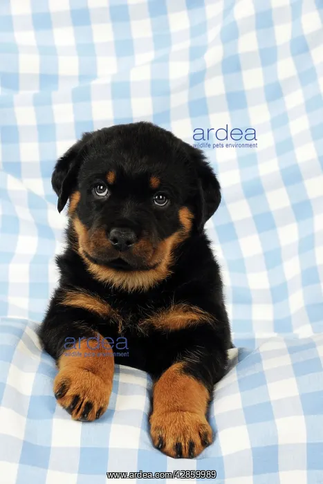 : DOG Rottweiler puppy sitting down on blanket : DOG Rottweiler puppy sitting down on blanket