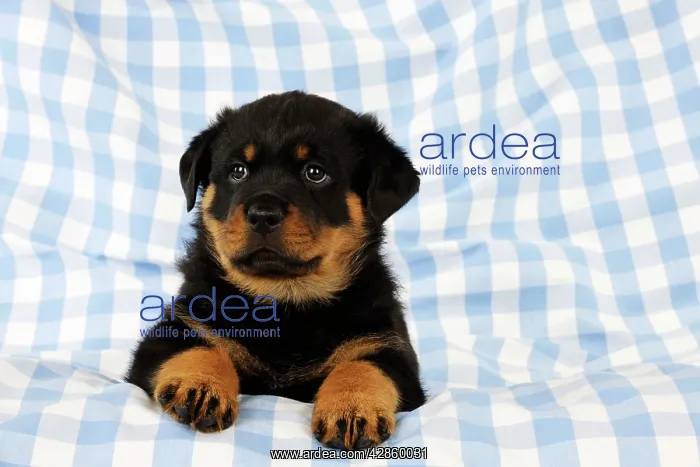 : DOG Rottweiler puppy sitting down on blanket : DOG Rottweiler puppy sitting down on blanket