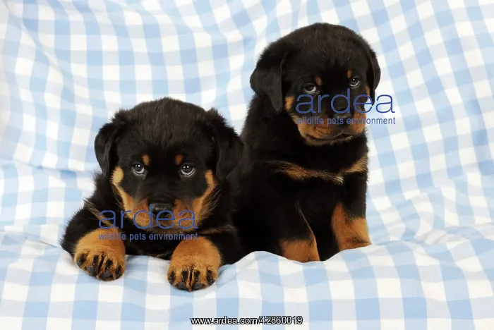 : DOG Rottweiler puppy sitting next to puppy laying : DOG Rottweiler puppy sitting next to puppy laying
