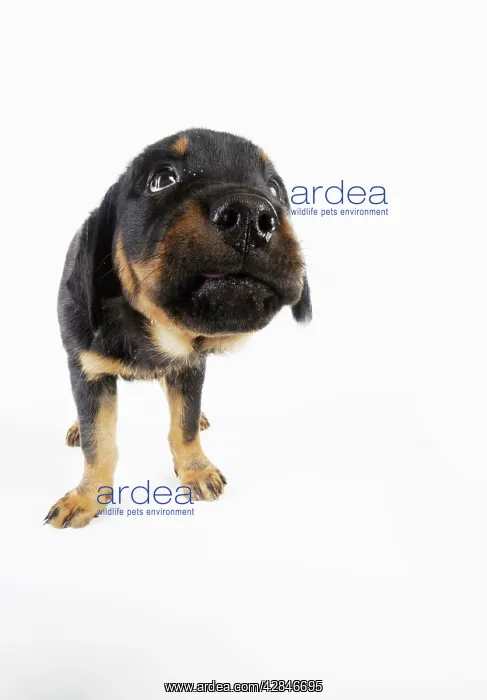 : DOG. Rottweiler puppy sniffing screen : DOG. Rottweiler puppy sniffing screen