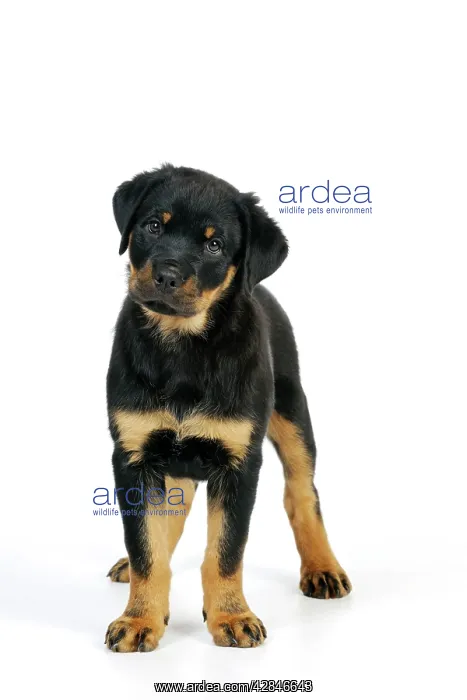 : DOG. Rottweiler puppy standing : DOG. Rottweiler puppy standing