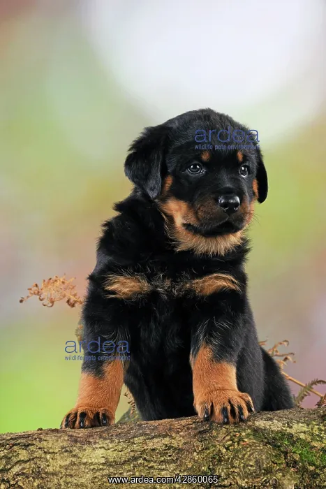 : DOG Rottweiler puppy standing on log : DOG Rottweiler puppy standing on log