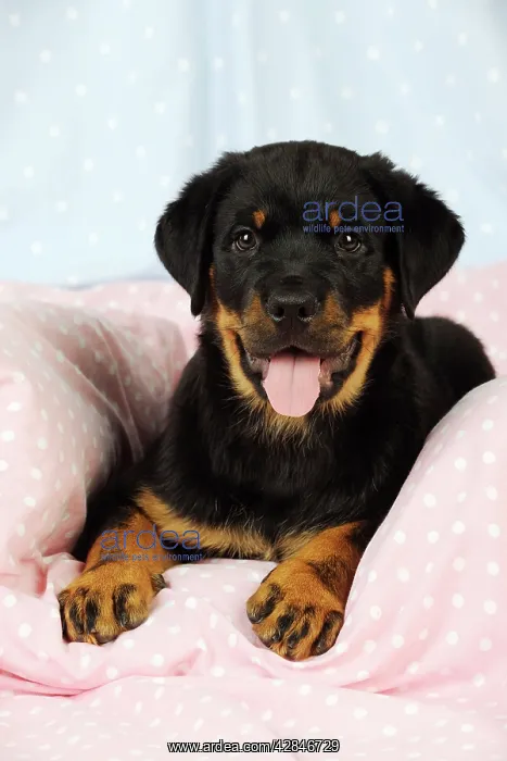 : DOG. Rottweiler puppy with tongue out lying down on blanket : DOG. Rottweiler puppy with tongue out lying down on blanket